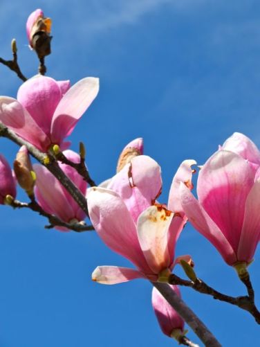 magnolia de invierno-5